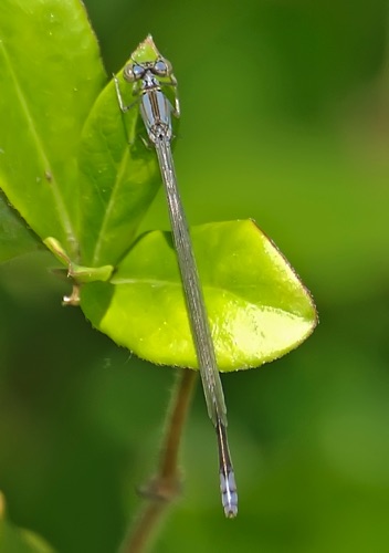 Female, teneral
2007_05_07_Floyd